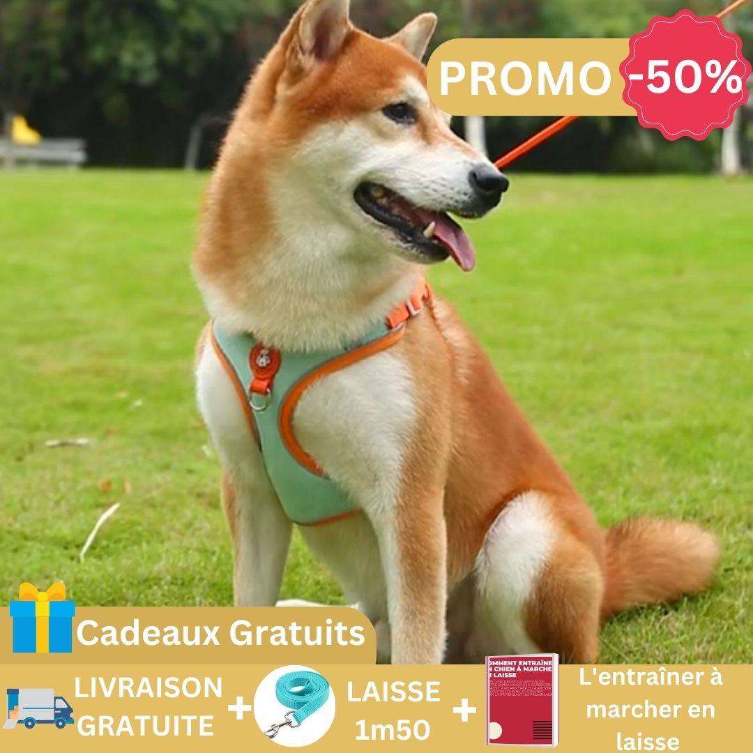 harnais-chien-anti-traction-bleu-grand