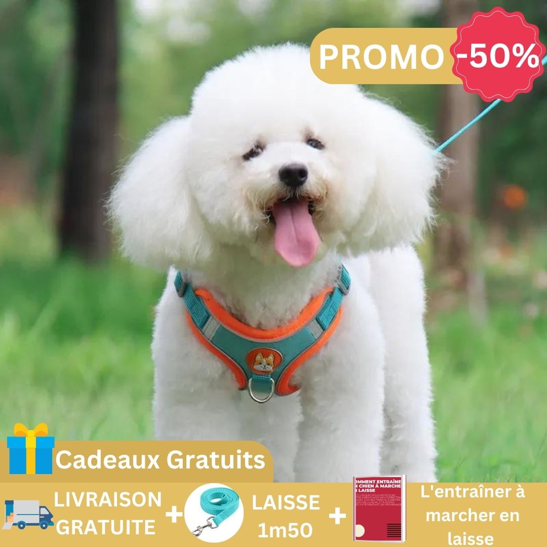 harnais-chien-anti-traction-bleu
