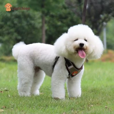 harnais-chien-anti-traction-brun-petit