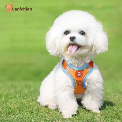 harnais-chien-anti-traction-orange-taille-petit