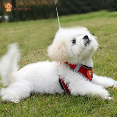 harnais-chien-anti-traction-rouge-petit