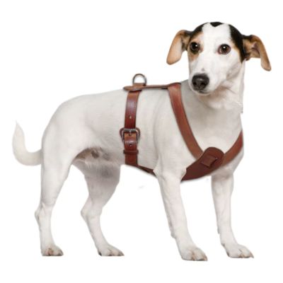 harnais-chien-cuir-brun-en-h-petit-chien
