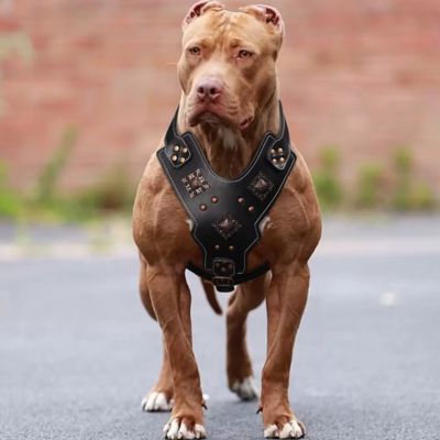 harnais-chien-cuir-grand-chien
