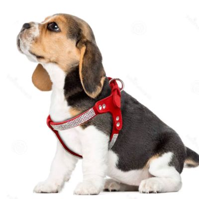 harnais-petit-chien-rouge-chiot