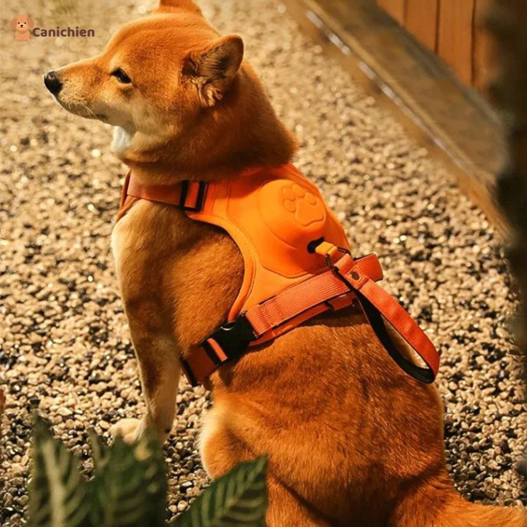 harnais-pour-chien-arriere