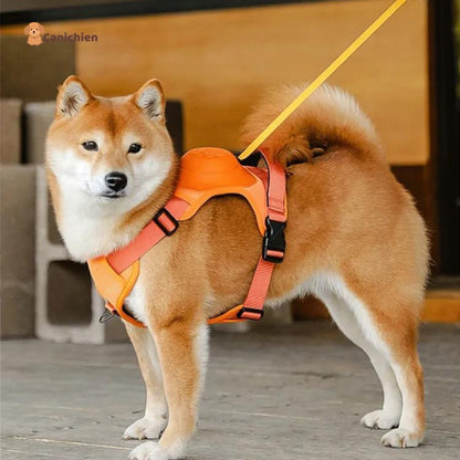 harnais-pour-chien-avec-laisse