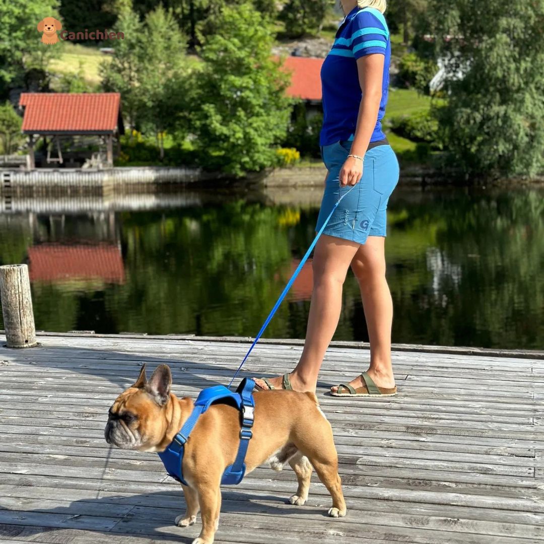 harnais-pour-chien-bleu