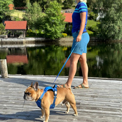 harnais-pour-chien-bleu