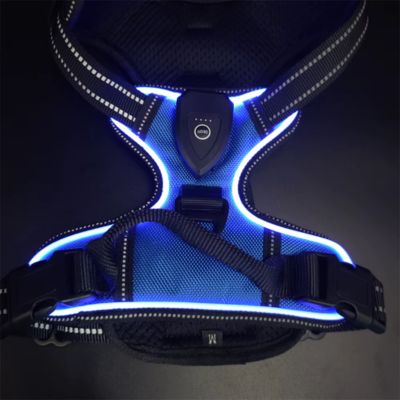 harnais-pour-chien-lumineux-bleu