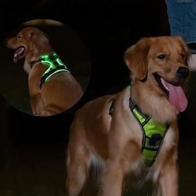 harnais-pour-chien-lumineux-securiter