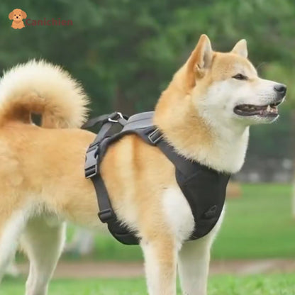 Harnais Chien | WalkEase™