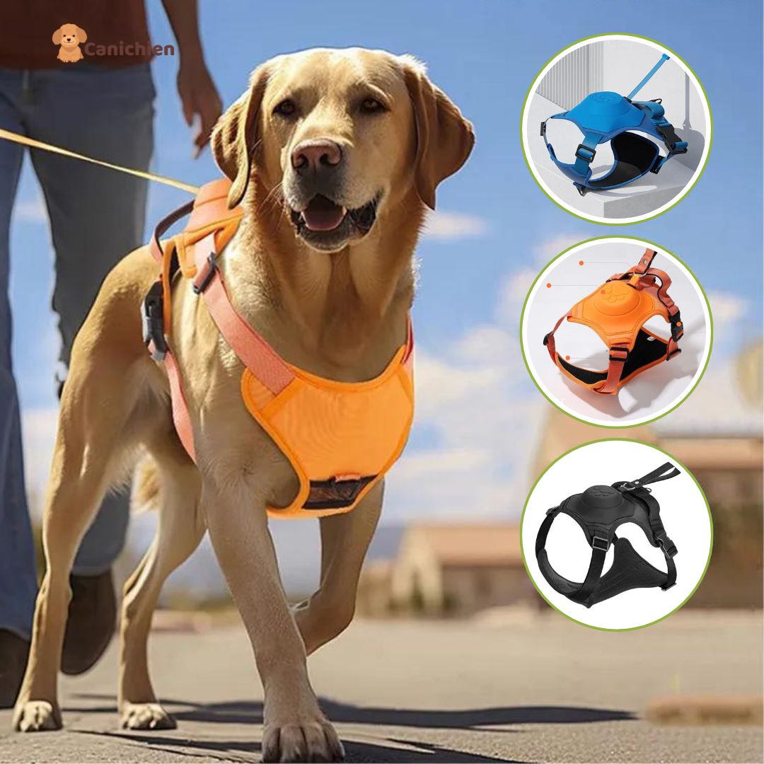 harnais-pour-chien-trois-couleur