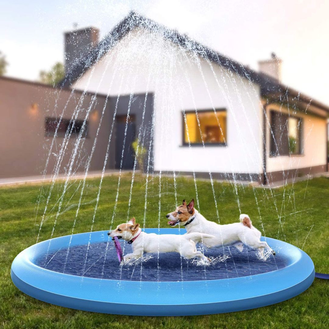 piscine-pour-chien