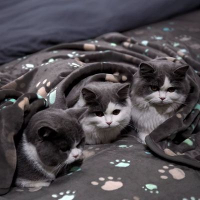 plaid-chien-pate-chat