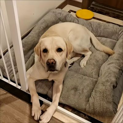 tapis-chien-xxl-pour-cage