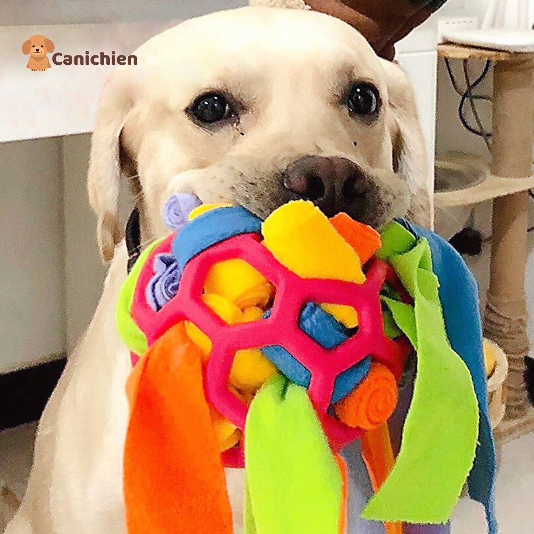 tapis-de-fouille-chien-labrador
