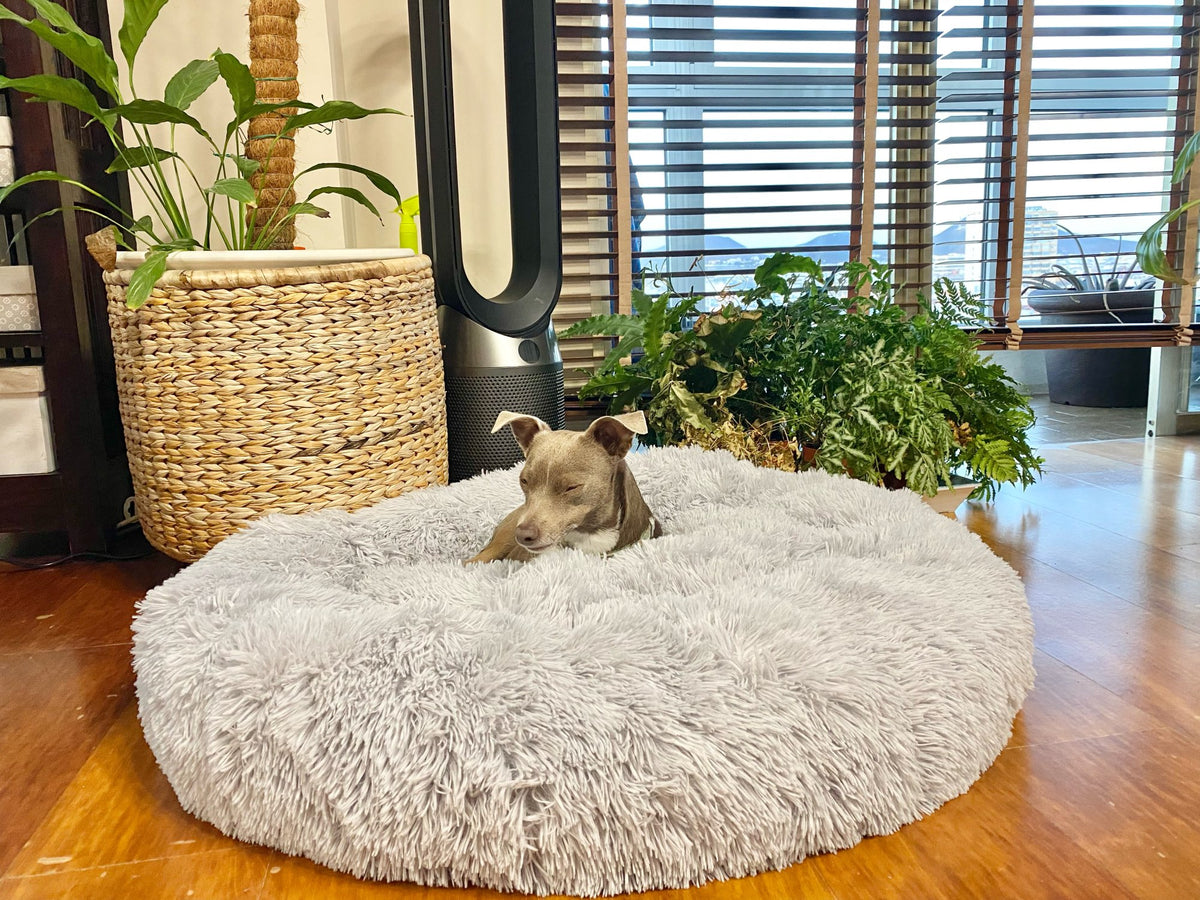 coussin-chien-xxl-gris-variante