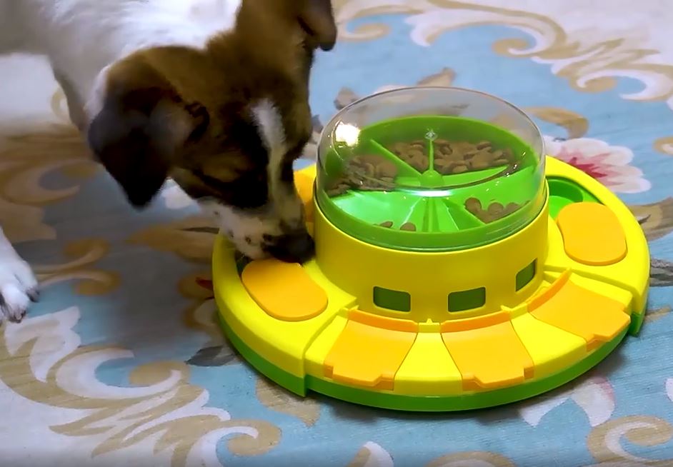 JEU INTELLIGENCE CHIEN ANTI GLOUTON | NutriPlay™